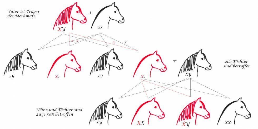 X-chromosomal-dominanter Erbgang über den Vater/Großvater, Söhne sind nicht betroffen, alle Töchter tragen das Merkmal und geben es zu 50% an ihre männlichen und weiblichen Nachkommen we