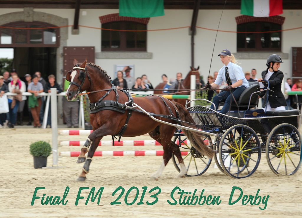 Freiberger Hengst Don Fenaco, Finals Avenches, Stübben Derby, 2013