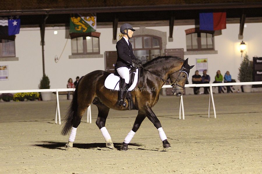 FM Hengst Escot bei der Hengstgala des Equus Helveticus dem Fest des Schweizer Sportpferdes und des Freibergers, étalon FM Escot à Equus Helveticus  la fête des cheveaux Franches Montagnes et des chveaux du sport de la suisse