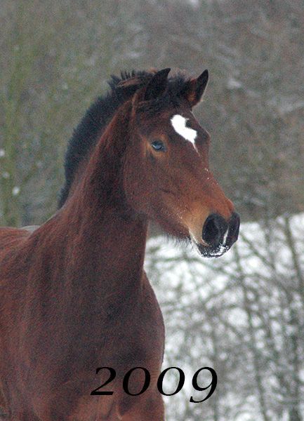 Freiberger Pferd, FM Stute Luna, cheval Franches Montagnes, jument FM Luna