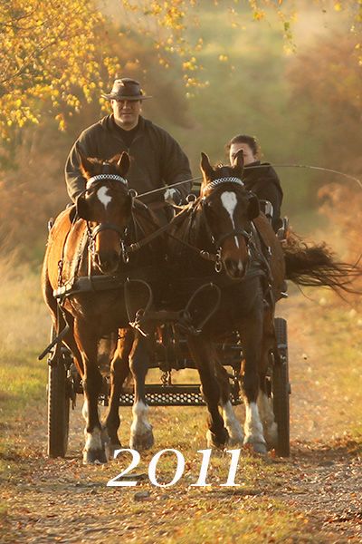Freiberger Pferd, FM Stute Luna, cheval Franches Montagnes, jument FM Luna