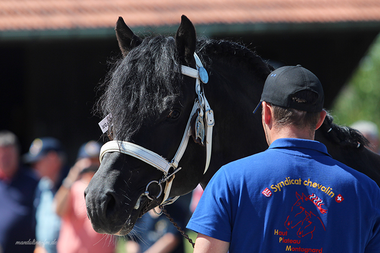 FM Hengst Hayden (Houston/ Eiger)