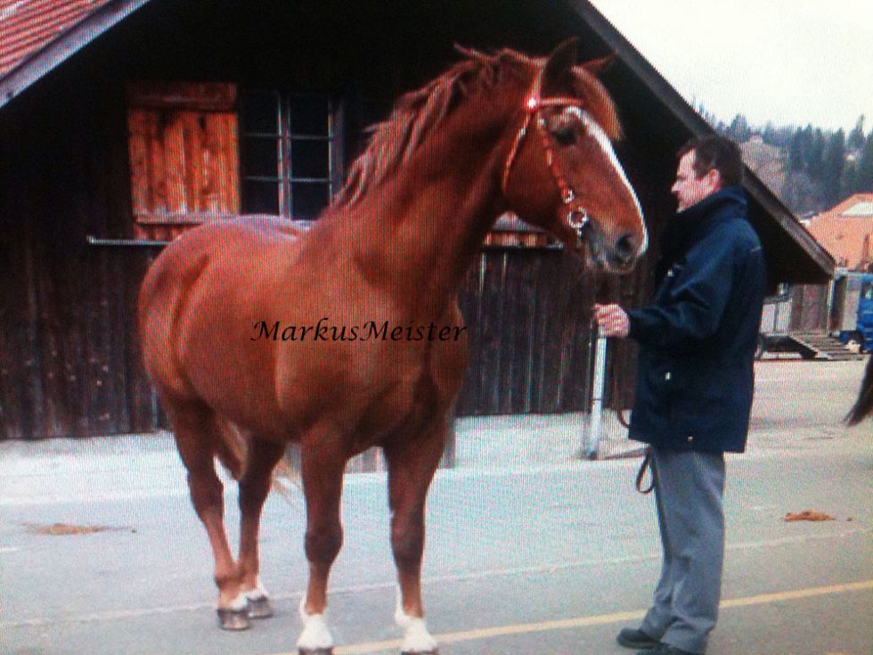 FM Hengst Legato, étalon FM Legato