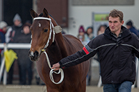 Little Joe vom Meierhof