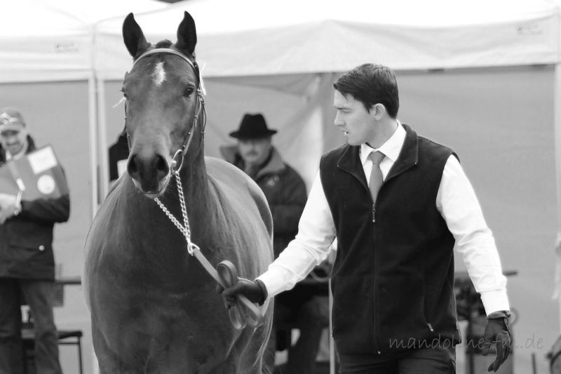 FM Hengst Lovari von Littoral